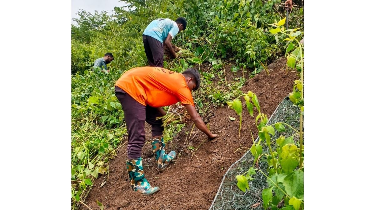 Central Railway Turns to Vetiver Grass to Tackle Monsoon Soil Erosion in Ghat Sections