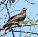 Garbage Around Pune Airport Attracting Black Kites, Raising Flight Safety Concerns