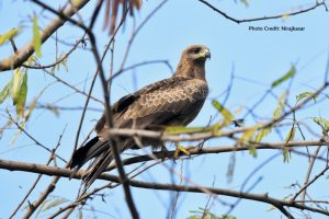 Garbage Around Pune Airport Attracting Black Kites