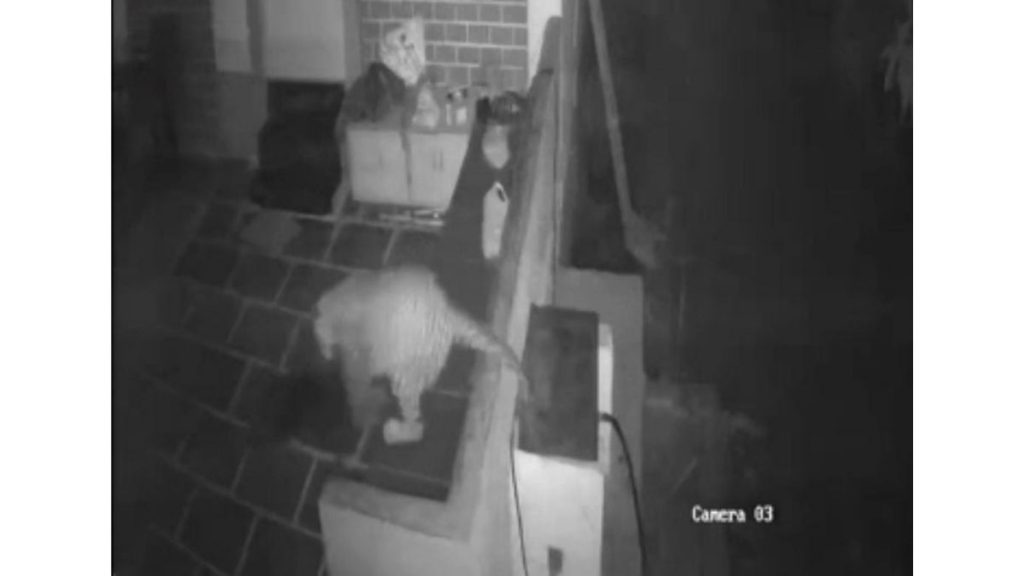 Leopard Kills Pet Dog in Pune's Lohgaon