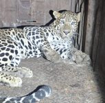 Pune: Leopard That Entered Shirur Villages Captured, Sent to Manikdoh Rescue Centre