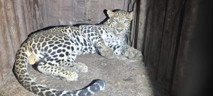 Leopard That Entered Shirur Villages Captured