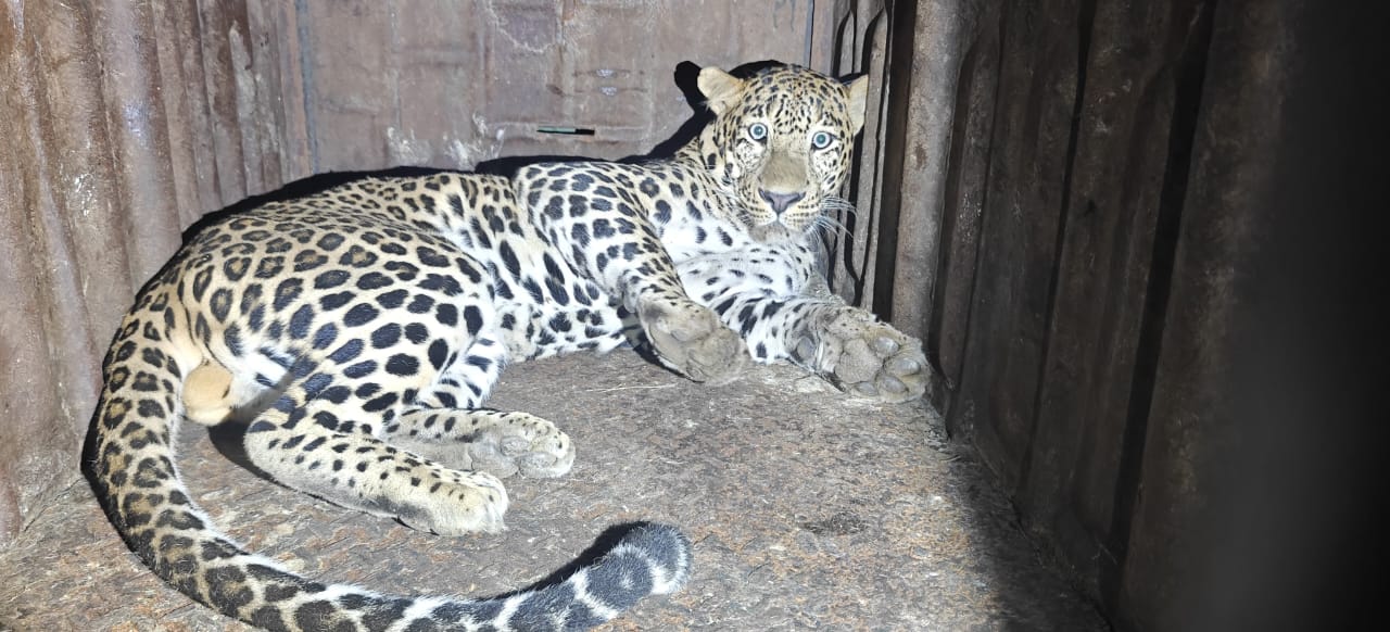 Leopard That Entered Shirur Villages Captured