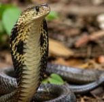 Maharashtra Declares Snakebite a Notifiable Disease; Hospitals Directed to Report Cases