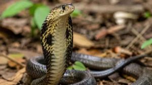 Snake