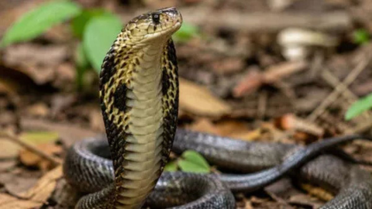 Snake