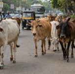 Stray Cattle in Pune: PMC Approves Modern Shelters, Vaccination and Rehabilitation Centres