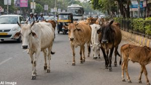 Stray Cattle in Pune