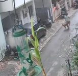 Pune: Stray Dog Attacks Woman, One-Year-Old Child Falls From Her Arms and Gets Injured