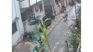 Stray Dog Attacks Woman, One-Year-Old Child Falls From Her Arms and Gets Injured