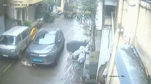 Stray Dog Dies After Being Hit By Car In Katraj
