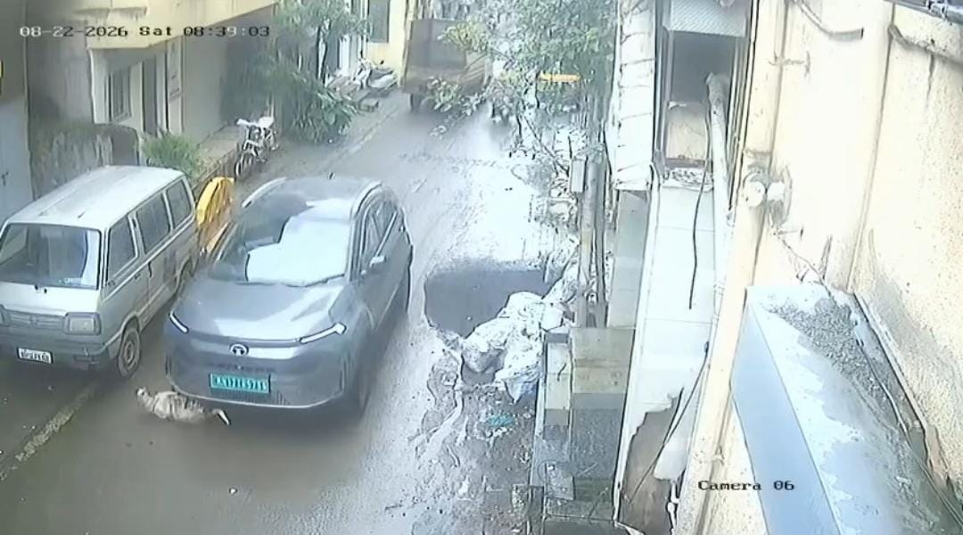 Stray Dog Dies After Being Hit By Car In Katraj
