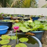 Pune: Undri Couple’s Rooftop Blooms with Exotic Water Lilies and Lotuses