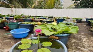 Undri Couple’s Rooftop Blooms with Exotic Water Lilies and Lotuses