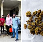 Pune Drug Bust: Kondhwa Police Seize Hydroponic Cannabis, Mephedrone Worth Rs 8.13 Lakh