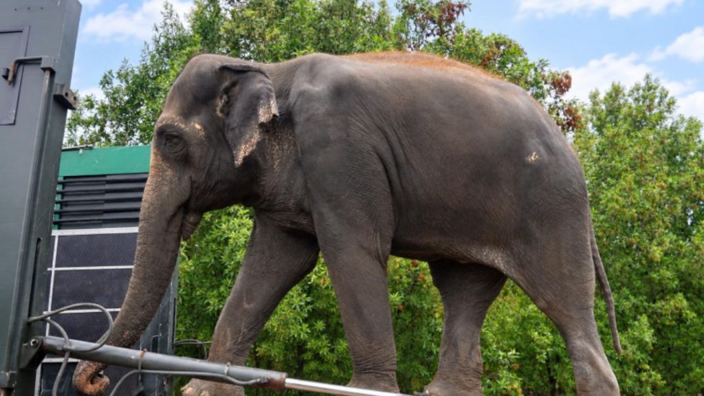 Madhuri the Elephant Completes Treatment at Vantara