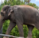 Madhuri the Elephant Completes Treatment at Vantara, Returns Home to Maharashtra After Over a Year of Specialised Care & Healing