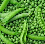 Purandar Peas: Short Crop Cycle, Low Water Use Make It A Favourite Among Farmers