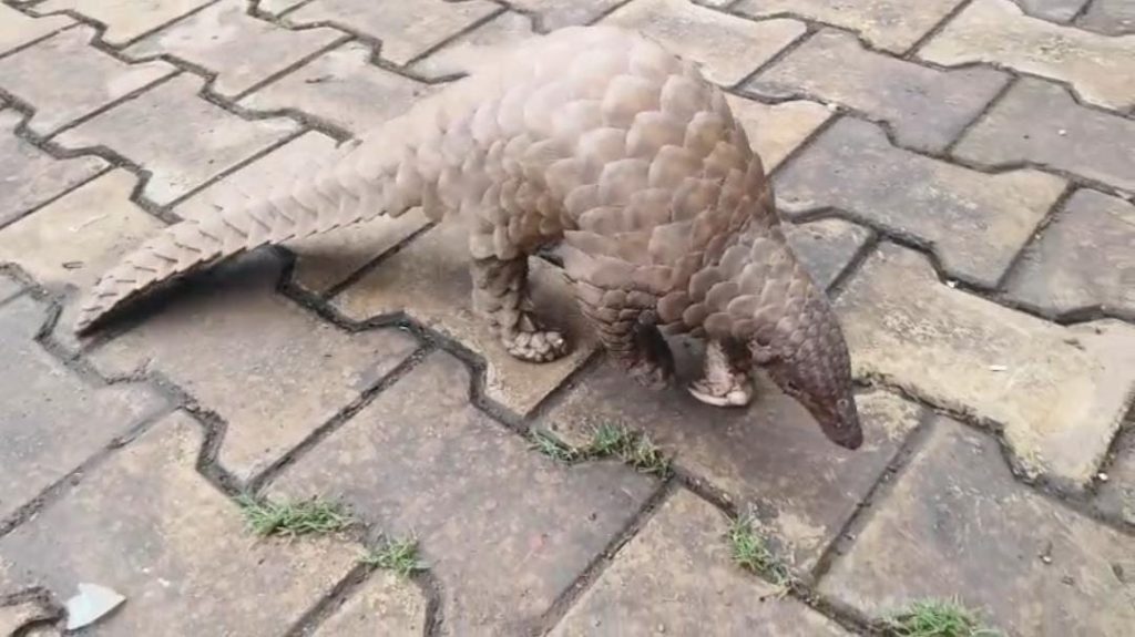 Rare Pangolin ,