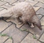 Pune: Rare Pangolin Rescued Near Khed-Shivapur, Safely Released Into Forest Area