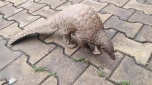 Rare Pangolin ,
