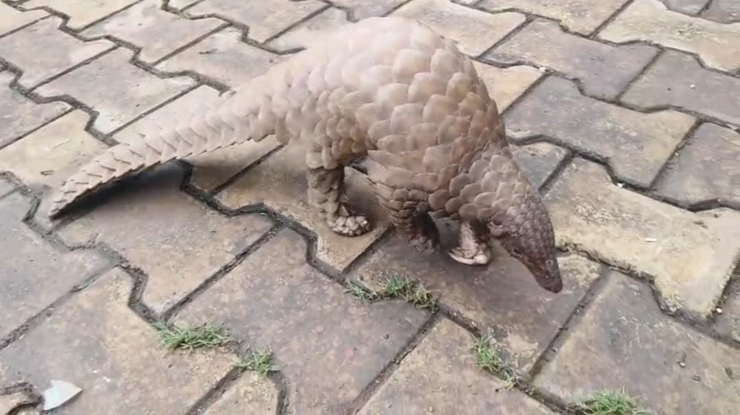Rare Pangolin ,