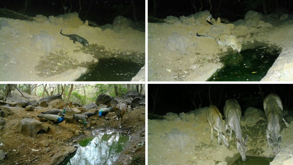 Camera-Trap Survey Capture Rich Wildlife Diversity Around Pune's Maval