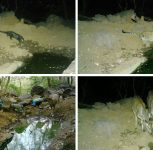 15,581 Images, 51 Species: Camera-Trap Survey Capture Rich Wildlife Diversity Around Pune’s Maval’s Summer Water Sources