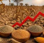 Drought-Hit Crops Push Up Prices of Jowar, Wheat, Bajra and Maize