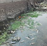 Fish deaths in Indrayani river raise fresh concerns over pollution