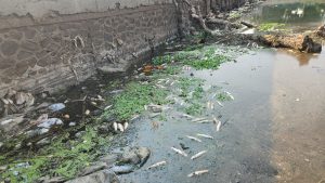 Fish deaths in Indrayani river raise fresh concerns over pollution