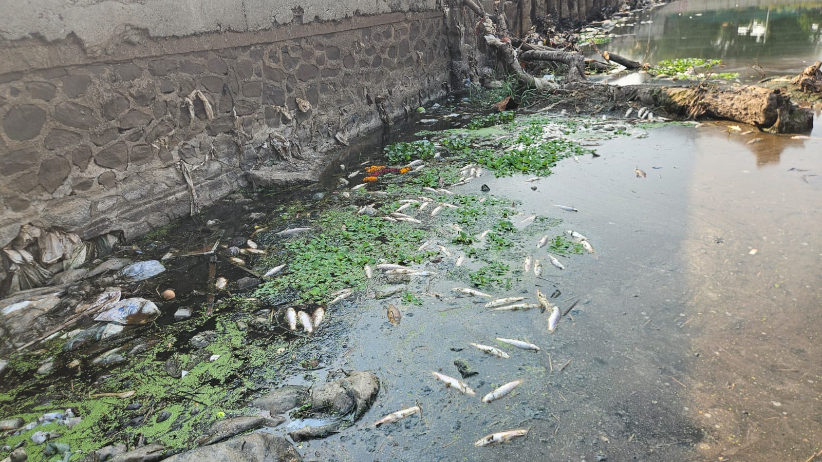 Fish deaths in Indrayani river raise fresh concerns over pollution