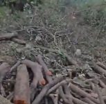 Pune: Forest Department Denies Illegal Tree Felling in Bhimashankar Sanctuary Amid Rohit Pawar’s Allegations