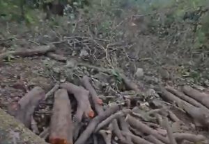 Forest Department Denies Illegal Tree Felling in Bhimashankar Sanctuary