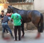 Pune: Horse Escapes Racecourse, Hits Two-Wheeler Rider; Sustains Leg Injuries