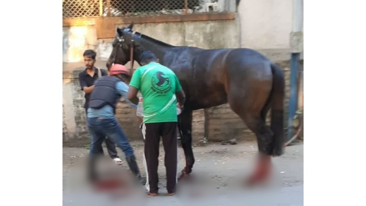 Horse Escapes Racecourse, Hits Two-Wheeler Rider; Sustains Leg Injuries