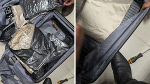 Pune Airport Drug Bust Customs Seizes Hydroponic Weed Worth Rs 44.27 Lakh